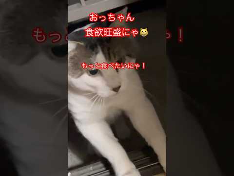 食べっぷりの良い猫😸#cat#japan#shorts#猫動画#猫好き#ねこ#猫#ごはん#魚#野良猫#かわいい猫