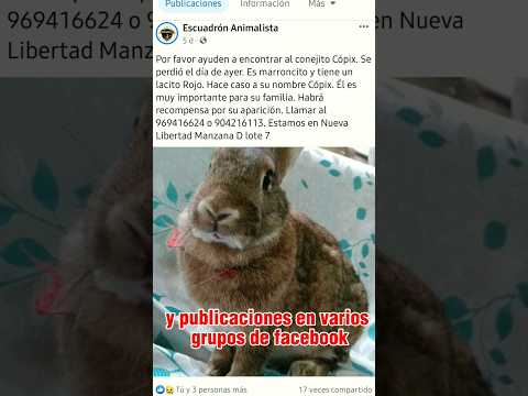 Ayúdanos a encontrarlo🥺🐰#conejo #pets #perdido #estoyperdido #ayuda #missing #teextraño #vuelveacasa