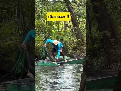 อ๊ะย๊ะอีกแล้ว #fish #fishing #วิถีอีสาน #วิถีชาวบ้าน #หาปลา #หากินตามธรรมชาติ