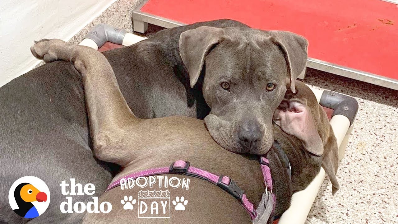 Pittie Best Friends Had To Be Adopted Together Adoption Day