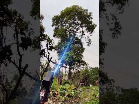 Công Nghệ Tỉa Cây Bằng Laser