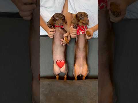 DACHSHUNDS dance to RED! #disney #minidachshund #puppy #descendants #dacshund #cute #cutepuppy #dog