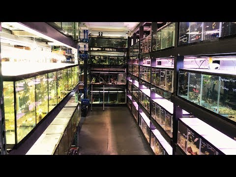 Massive African Cichlid Store & Hatchery - Somethi Returning to my favorite fish store, and one that just happens to sit on top of a massive african ci