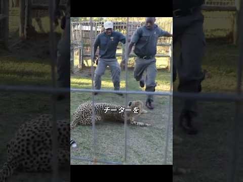 チーターがかわいそうな動物である理由