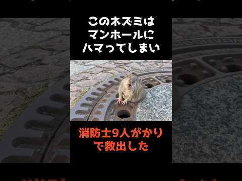 ニュースの動画サムネイル - 【消防士9人によるネズミ救出劇】 #shorts #事件解説 #仰天