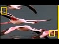 Flamingos and Lake Bogoria