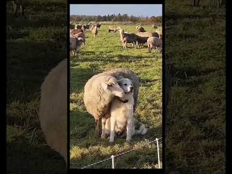 Wenn ein Schaf ๐ dich mag !! ๐๐ #video #movie #youtube #shorts #shortvideo #fyp #short