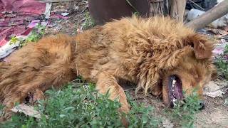 He Collapsed in 40°C Heat, Abandoned and Dying—But His Eyes Still Begged for a Chance to Live!