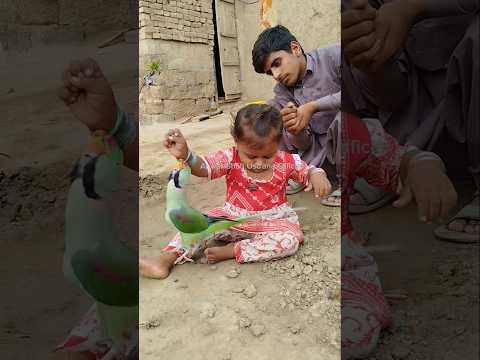 Tota Tota #parrot #cutebaby #shorts
