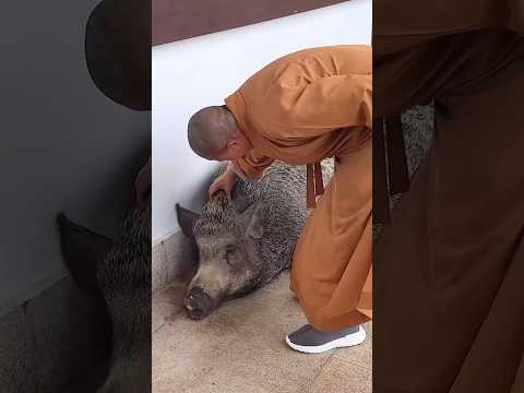 Amazing #shorts #animals