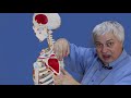 Shoulder Anatomy and Function Assessment