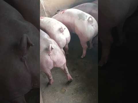 Ngày10/10: tiếp tục giảm mạnh cả 3 miền MB:51-54,MT:49-52,MN:52-55, CPMB:56,CPMN:57,5