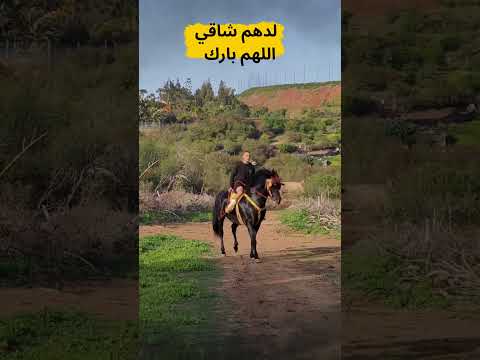 لدهم شاقي اللهم بارك