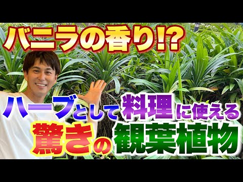 【バニラの香り！？】ハーブとしても使える驚きの観葉植物【園芸】【観葉植物】【ガーデニング】【原産地】