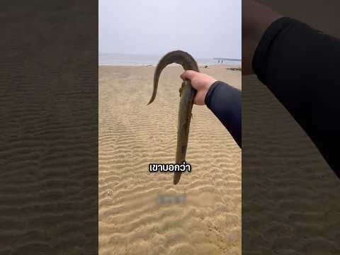 ซีฟู้ดหม้อเดือด เมื่อเขาเจอปลาไหลทะเลริมหาด! #shorts #interesting #viralvideo #อาหาร #ปลาไหล