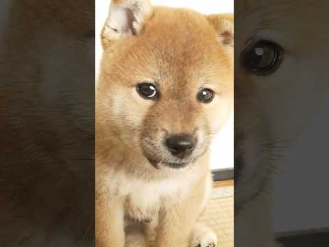 シバジロウの朝活。#柴犬色 #shorts