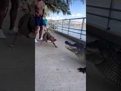 Hold Me Back! Brave Pit Bull Has a Tense Standoff With a Huge Alligator