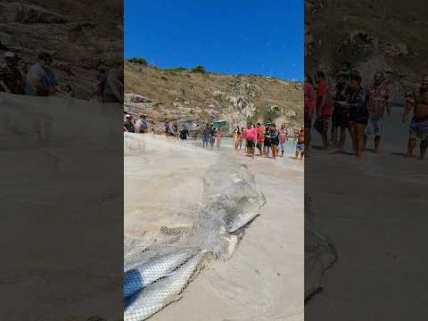 Pescadores Eufóricos Com a Rede Cheia De Peixe! PRAIA GRANDE EM ARRAIAL DO CABO RJ BRASIL 🇧🇷 #shorts