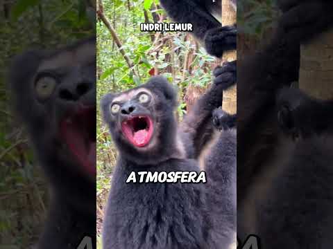 O último é Uma Voz de Outro Mundo! 😨
