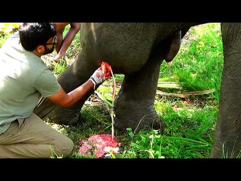 We Found an Elephant Shot in the Leg    What Happened Next Will Break Your Heart 🐘💔#ElephantRescue