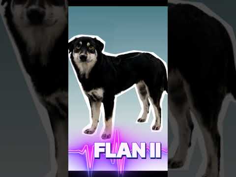Flan II is a big girl now