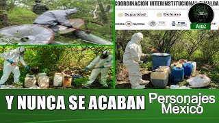 Destruyen 16 áreas de concentración de químicos en Culiacán, Cosalá y Elota, Sinaloa