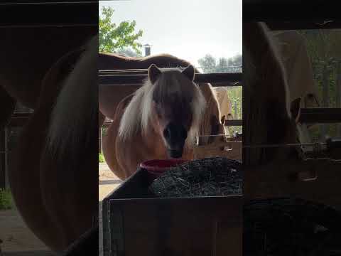 Flip’s having breakfast. 🍽️ #pony #shetland #cuteanimals