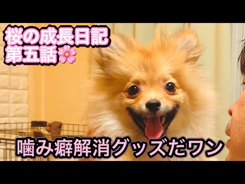 桜の成長記録　第五話　噛み癖解消グッズ🐶2024年1月