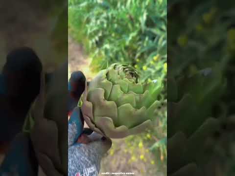 इस फल को खाने में इतना मेहनत #shorts #youtubeshorts