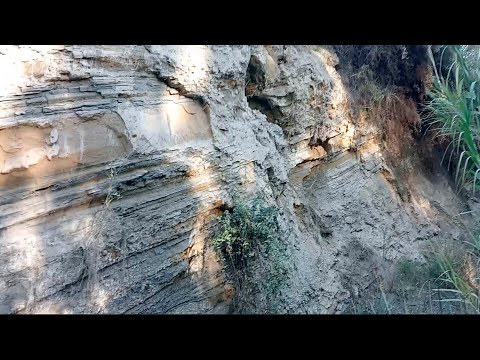 Un Águila sobrevuela el huerto