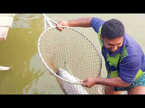 ২০ কেজির কাতলা সুন্দরী 🐟 অবাক হওয়ার মত মাছ শিকার 🎣