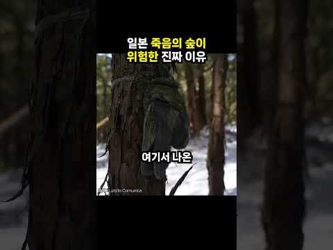 <strong>일본</strong> 죽음의 숲이 위험한 진짜 <strong>이유</strong> (이슈딸깍)