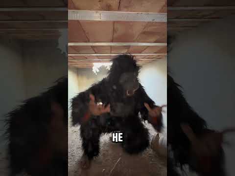 gorilla want to caught this boy