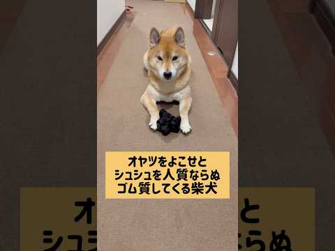 犬の動画サムネイル - 延々とオヤツ欲しいからシュシュ質のループ。#柴犬 #柴犬ロック