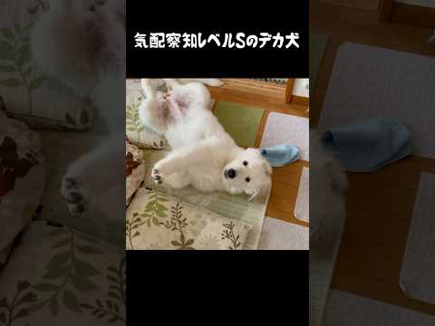 気配察知能力がカンストしてる愛犬 #greatpyrenees #大型犬のいる生活 #大型犬 #グレートピレニーズ #愛犬 #癒し #犬のいる生活 #可愛い #ペット #大型犬と暮らす