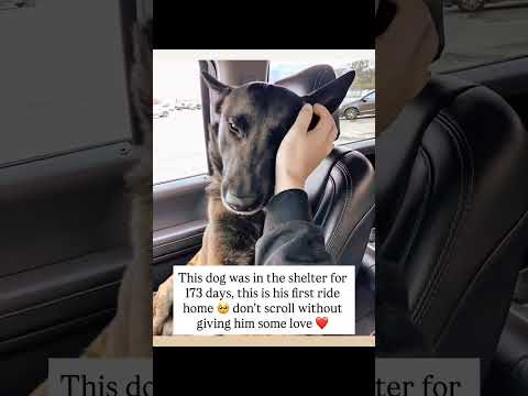 173 days. That’s how long this sweet soul waited behind shelter walls, #usa #rescue #canada #reels