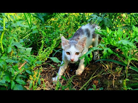 Real Mice Sounds For Cats🐭| Mouse Sounds To Attract Cats 🙀😱