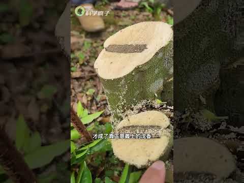 為什麽要在樹幹上打很多孔?