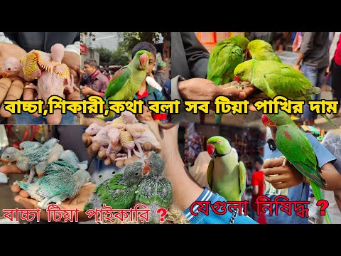 সবধরনের টিয়া পাখির দাম_টিয়া পাখি স্পেশাল_Ringneck parrot price_Tia pakhir Dam 2024_Mirpur Haat