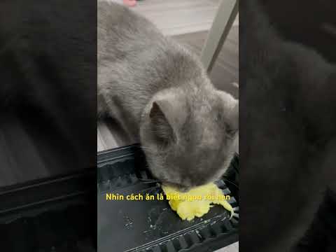 Sầu riêng ngon nha sen🤣 #linhmientay #cat #xuhướng #pets