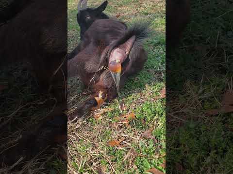 Goat Gives Birth