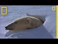 Polar Bear Behavior and Survival