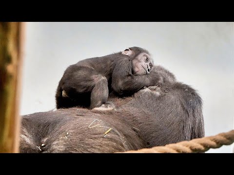 Gorilla Siblings Are Fascinated by Baby Makongo and Love Carrying Him Around
