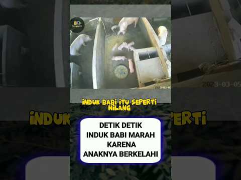 DETIK² INDUKAN BABI MARAH