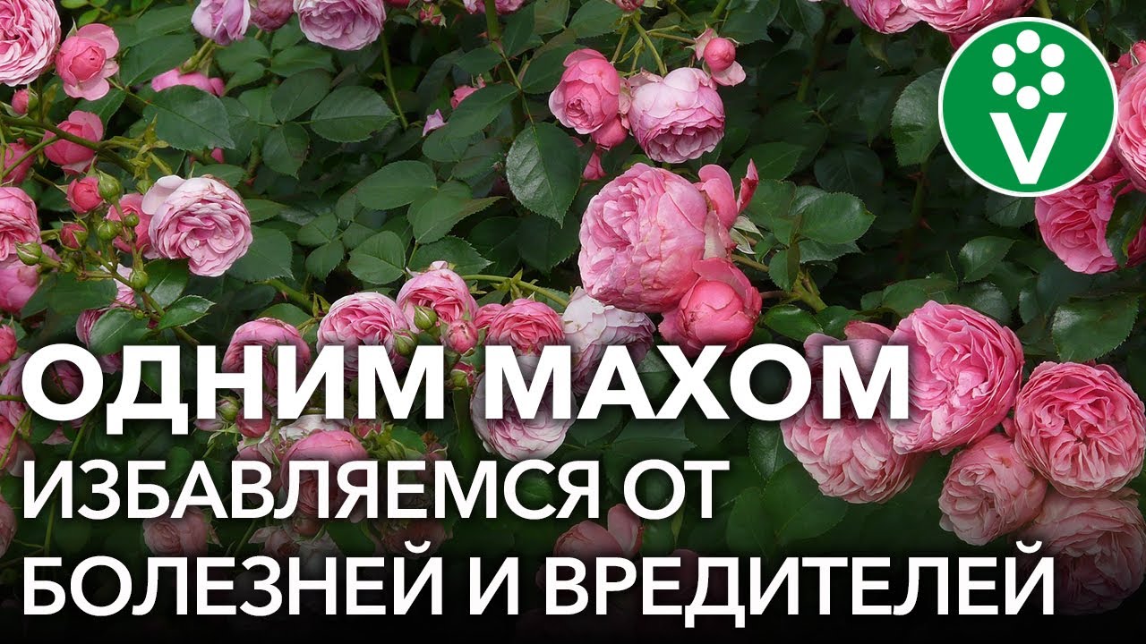 От всех бед роз поможет одно забытое средство! Обработка роз от болезней и вредителей
