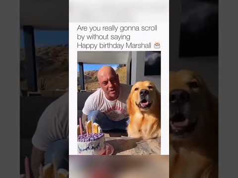 The Most Hilariously Cute Dog#funnydogs#cute#doglover#FunnyCuteDog#AdorablePuppy#FunnyCuteDog