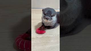Otter Realizes His Shrimp Is Fake 🦦🍤