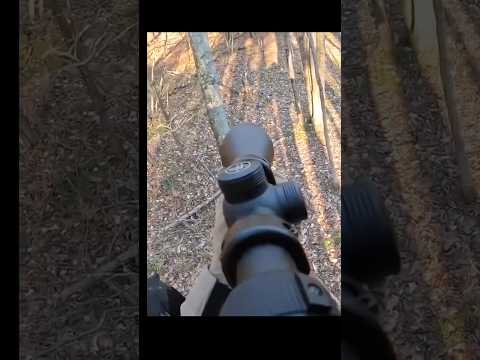 Magnificent shot of White tail deer Hunting Big moose #hunting #deer#moose#chasse