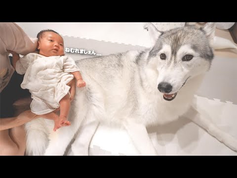 眠れない赤ちゃんに広い背中を貸してくれる愛犬が優し過ぎました...