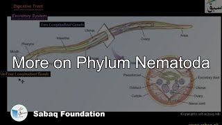 More on Phylum Nematoda